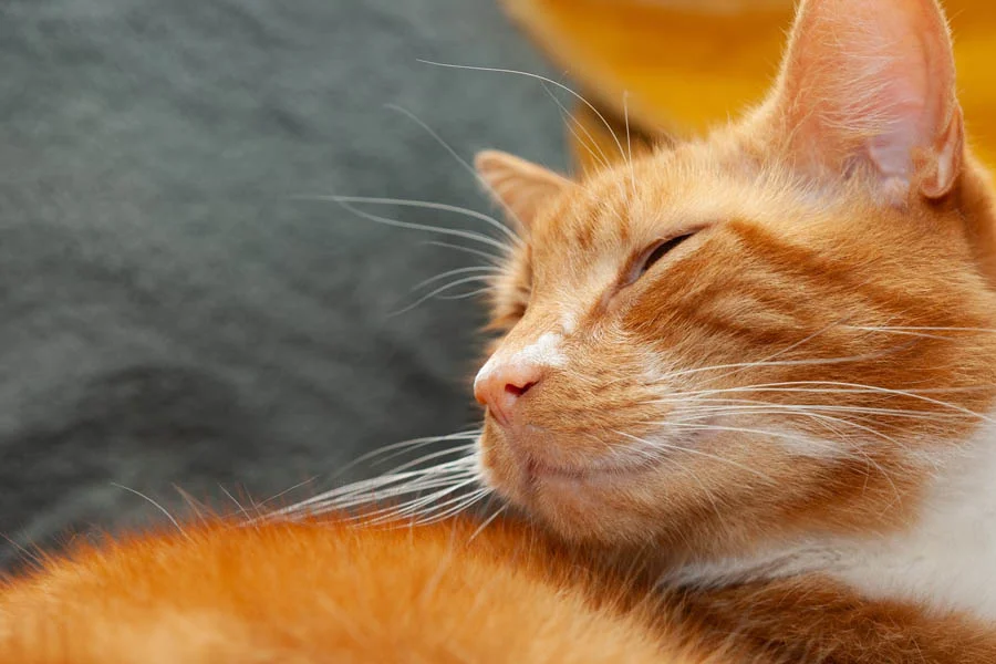 pet dryer machine box